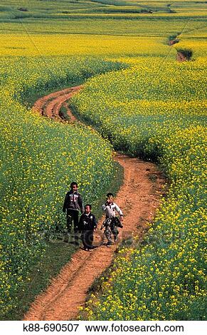 Stock Photo - Canola fields, Luoping, Yunnan, China. Fotosearch