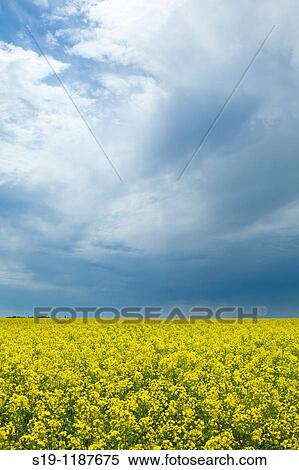 Canola flowers, North Dakota, USA View Large Photo Image Stock Photography - Canola flowers, North Dakota, USA. Fotosearch
