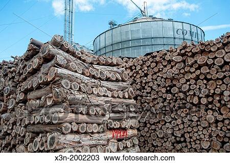 Canola oil (rapeseed) production with Eucalyptus wood pile. View Large Photo Image Stock Image - Canola oil (rapeseed) production with Eucalyptus wood pile.. Fotosearch