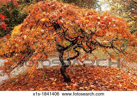 Stock Photograph - Canopy of colorful, fall leaves. Fotosearch