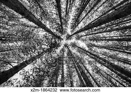 Canopy of red pine forest in Franconia, New Hampshire USA View Large Photo Image Stock Image - Canopy of red pine forest in Franconia, New Hampshire USA. Fotosearch