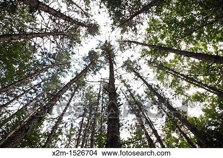 Canopy of Red Pine Forest Pinus resinosa during the summer months in Albany, New Hampshire USA View Large Photo Image Picture - Canopy of Red Pine Forest Pinus resinosa during the summer months in Albany, New Hampshire USA. Fotosearch