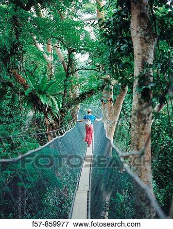 Canopy Walk, Sabah, Malaysia View Large Photo Image Stock Photo - Canopy Walk, Sabah, Malaysia. Fotosearch