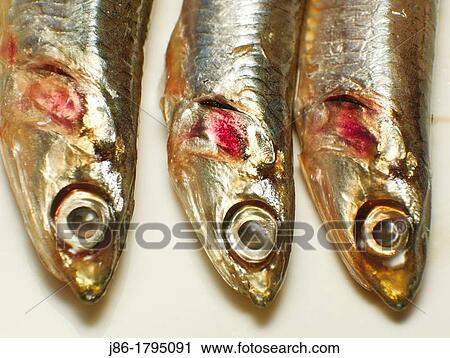 Stock Image - Cantabrian anchovies Spain.. Fotosearch