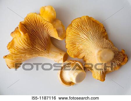 Cantharellus cibarius View Large Photo Image Stock Photograph - Cantharellus cibarius. Fotosearch
