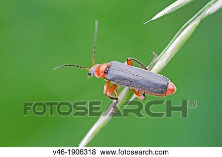 Stock Photo - Cantharis lateralis, Soldier Beetle Soldier beetle with red absomen and bi-colored legs red and black Bio-control agents for grasshopper eggs, aphids and caterpillars Adults prey on aphids and ct as pollinators Related to the Lampyridae, fireflies. Fotosearch