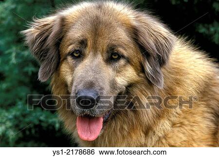 Stock Photograph - Cao Da Serra Da Estrela, Portugese Mountain Dog, Portrait.. Fotosearch