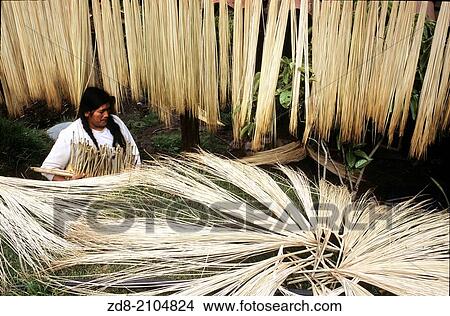 cap straw for panama hats. cuenca. ecuador. View Large Photo Image Picture - cap straw for panama hats. cuenca. ecuador.. Fotosearch