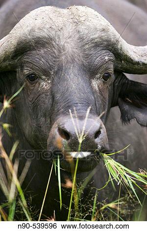 Cape Buffalo View Large Photo Image Stock Photograph - Cape Buffalo. Fotosearch