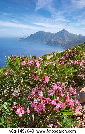 Cape Chones, Kos Island, Dodecanese, Greece View Large Photo Image Stock Image - Cape Chones, Kos Island, Dodecanese, Greece. Fotosearch