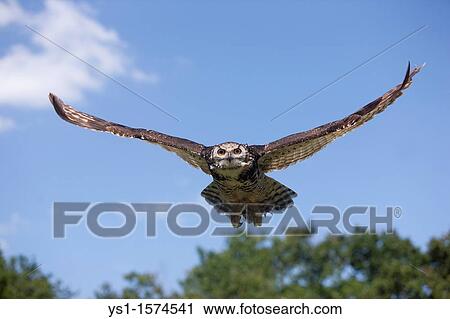 Stock Image - Cape Eagle Owl, bubo capensis, Adult in Flight. Fotosearch