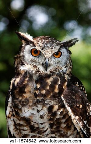 Stock Image - Cape Eagle Owl, bubo capensis, Portrait of Adult. Fotosearch