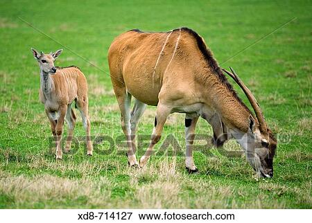 Cape eland (Taurotragus oryx), mother and young View Large Photo Image Stock Photo - Cape eland (Taurotragus oryx), mother and young. Fotosearch