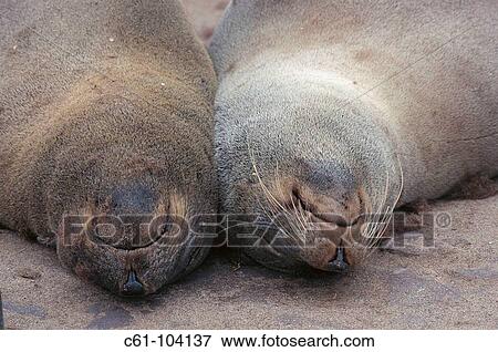 Cape Fur Seal (Arctocephalus pusillus pusillus). Cape Cross, Namibia View Large Photo Image Stock Photo - Cape Fur Seal (Arctocephalus pusillus pusillus). Cape Cross, Namibia. Fotosearch