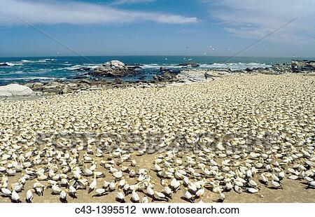 Cape Gannet Morus capensis - Colony at the Bird Island of Lambert's Bay at the Atlantic Ocean, South Africa View Large Photo Image Stock Image - Cape Gannet Morus capensis - Colony at the Bird Island of Lambert's Bay at the Atlantic Ocean, South Africa. Fotosearch