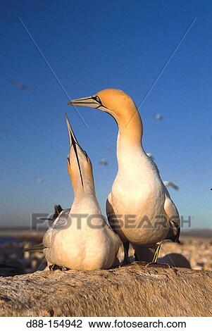 Cape Gannet (Morus capensis). South Africa View Large Photo Image Stock Image - Cape Gannet (Morus capensis). South Africa. Fotosearch