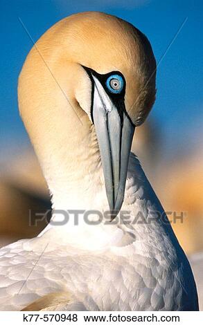 Cape gannet preening (Sula capensis). Lamberts Bay. South Africa. View Large Photo Image Stock Photo - Cape gannet preening (Sula capensis). Lamberts Bay. South Africa.. Fotosearch