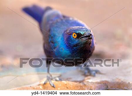 Cape Glossy Starling Lamprotornis nitens, Mabuasehube, Kgalagadi Transfrontier Park, Kalahari desert, Botswana View Large Photo Image Picture - Cape Glossy Starling Lamprotornis nitens, Mabuasehube, Kgalagadi Transfrontier Park, Kalahari desert, Botswana. Fotosearch