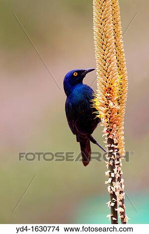 Cape Glossy Starling Lamprotornis nitens, on the Skirt aloe Aloe aloides, Kruger National Park, South Africa View Large Photo Image Picture - Cape Glossy Starling Lamprotornis nitens, on the Skirt aloe Aloe aloides, Kruger National Park, South Africa. Fotosearch