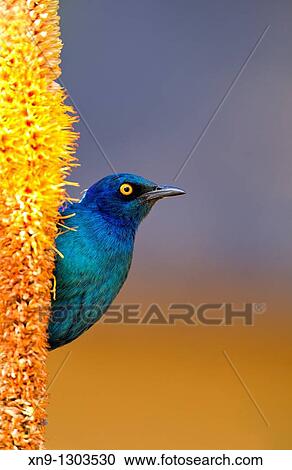 Stock Image - Cape Glossy starling Lamprotornis nitens, on the Skirt aloe Aloe alooides, Kruger National Park, South Africa. Fotosearch
