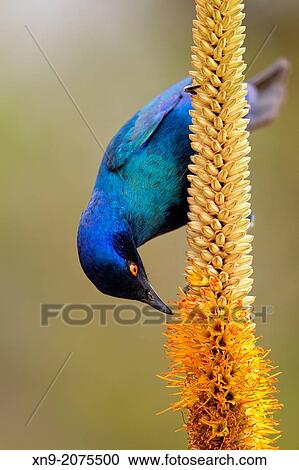 Cape Glossy Starling (Lamprotornis nitens), on the Skirt aloe (Aloe aloides), Kruger National Park, South Africa. View Large Photo Image Stock Image - Cape Glossy Starling (Lamprotornis nitens), on the Skirt aloe (Aloe aloides), Kruger National Park, South Africa.. Fotosearch