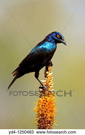 Cape Glossy starling Lamprotornis nitens, on the Lebombo aloe Aloe sessiliflora, Kruger National Park, South Africa View Large Photo Image Stock Image - Cape Glossy starling Lamprotornis nitens, on the Lebombo aloe Aloe sessiliflora, Kruger National Park, South Africa. Fotosearch