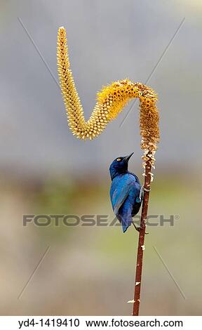 Cape Glossy Starling Lamprotornis nitens, on the Skirt aloe Aloe aloides, Kruger National Park, South Africa View Large Photo Image Stock Image - Cape Glossy Starling Lamprotornis nitens, on the Skirt aloe Aloe aloides, Kruger National Park, South Africa. Fotosearch