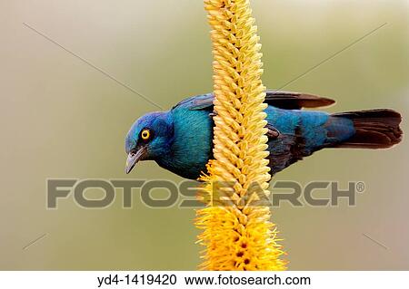 Cape Glossy starling Lamprotornis nitens, on the Skirt aloe Aloe alooides, Kruger National Park, South Africa View Large Photo Image Stock Image - Cape Glossy starling Lamprotornis nitens, on the Skirt aloe Aloe alooides, Kruger National Park, South Africa. Fotosearch