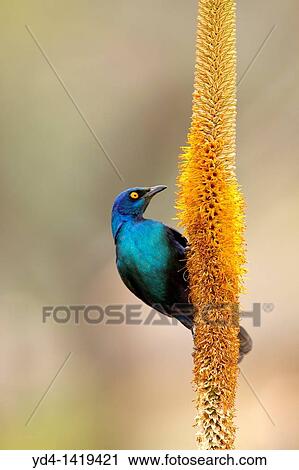 Cape Glossy Starling Lamprotornis nitens, on the Skirt aloe Aloe aloides, Kruger National Park, South Africa View Large Photo Image Stock Image - Cape Glossy Starling Lamprotornis nitens, on the Skirt aloe Aloe aloides, Kruger National Park, South Africa. Fotosearch