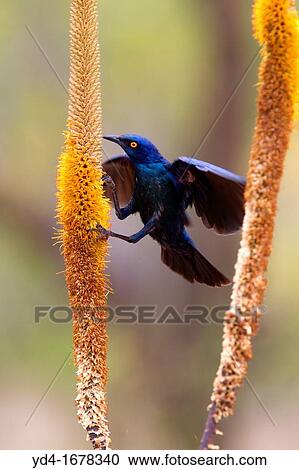Cape Glossy Starling Lamprotornis nitens, on the Skirt aloe Aloe aloides, Kruger National Park, South Africa View Large Photo Image Stock Image - Cape Glossy Starling Lamprotornis nitens, on the Skirt aloe Aloe aloides, Kruger National Park, South Africa. Fotosearch