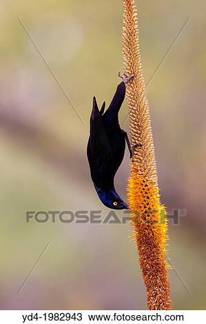 Cape Glossy Starling (Lamprotornis nitens), on the Skirt Aloe (Aloe alooides), Kruger National Park, South Africa. View Large Photo Image Stock Image - Cape Glossy Starling (Lamprotornis nitens), on the Skirt Aloe (Aloe alooides), Kruger National Park, South Africa.. Fotosearch