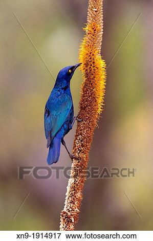 Stock Photo - Cape Glossy Starling Lamprotornis nitens, on the Skirt Aloe Aloe alooides, Kruger National Park, South Africa.. Fotosearch