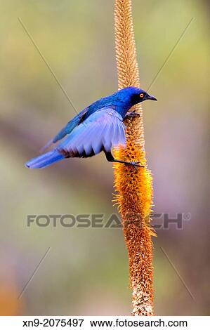 Stock Photo - Cape Glossy Starling (Lamprotornis nitens), on the Skirt aloe (Aloe aloides), Kruger National Park, South Africa.. Fotosearch