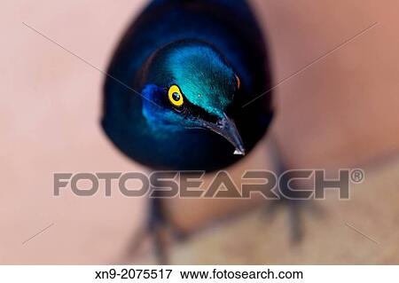 Cape glossy starling (Lamprotornis nitens), Kruger National Park, South Africa. View Large Photo Image Stock Photo - Cape glossy starling (Lamprotornis nitens), Kruger National Park, South Africa.. Fotosearch