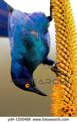 Cape Glossy starling Lamprotornis nitens, eating from the Lebombo aloe Aloe sessiliflora, Kruger National Park, South Africa View Large Photo Image Stock Photo - Cape Glossy starling Lamprotornis nitens, eating from the Lebombo aloe Aloe sessiliflora, Kruger National Park, South Africa. Fotosearch