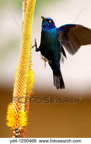 Cape Glossy starling Lamprotornis nitens, on the Lebombo aloe Aloe sessiliflora, Kruger National Park, South Africa View Large Photo Image Stock Photo - Cape Glossy starling Lamprotornis nitens, on the Lebombo aloe Aloe sessiliflora, Kruger National Park, South Africa. Fotosearch
