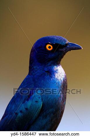Cape glossy starling Lamprotornis nitens, Kruger National Park, South Africa View Large Photo Image Stock Photo - Cape glossy starling Lamprotornis nitens, Kruger National Park, South Africa. Fotosearch