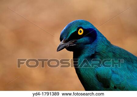 Cape Glossy Starling Lamprotornis nitens, Kruger National Park, South Africa View Large Photo Image Stock Photo - Cape Glossy Starling Lamprotornis nitens, Kruger National Park, South Africa. Fotosearch