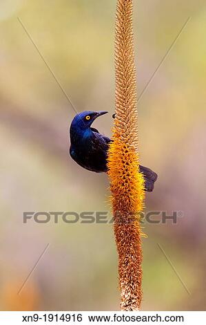 Cape Glossy Starling Lamprotornis nitens, on the Skirt Aloe Aloe alooides, Kruger National Park, South Africa. View Large Photo Image Stock Photograph - Cape Glossy Starling Lamprotornis nitens, on the Skirt Aloe Aloe alooides, Kruger National Park, South Africa.. Fotosearch