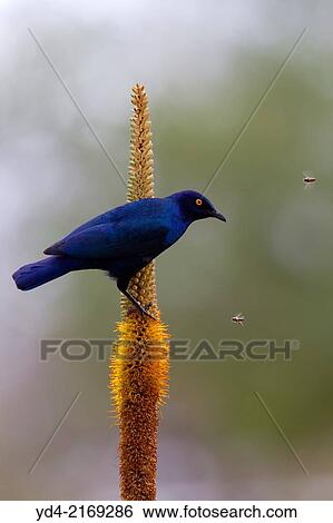 Stock Photograph - Cape Glossy Starling (Lamprotornis nitens), on the Skirt Aloe (Aloe alooides), Kruger National Park, South Africa.. Fotosearch