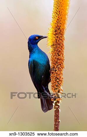 Cape Glossy Starling (Lamprotornis nitens), eating from the Skirt aloe (Aloe alooides), Kruger National Park, South Africa. View Large Photo Image Stock Photography - Cape Glossy Starling (Lamprotornis nitens), eating from the Skirt aloe (Aloe alooides), Kruger National Park, South Africa.. Fotosearch