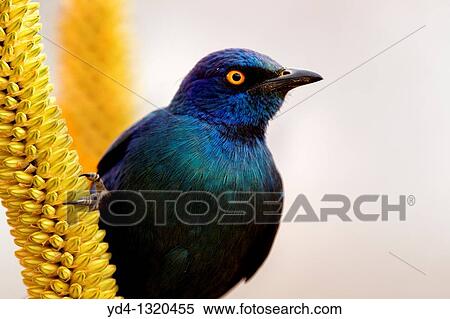 Cape Glossy starling Lamprotornis nitens, on the Skirt aloe Aloe alooides, Kruger National Park, South Africa View Large Photo Image Stock Photography - Cape Glossy starling Lamprotornis nitens, on the Skirt aloe Aloe alooides, Kruger National Park, South Africa. Fotosearch