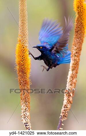 Stock Photography - Cape glossy starling Lamprotornis nitens, Kruger National Park, South Africa. Fotosearch