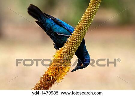 Cape Glossy starling Lamprotornis nitens, on the Skirt aloe Aloe alooides, Kruger National Park, South Africa View Large Photo Image Stock Photography - Cape Glossy starling Lamprotornis nitens, on the Skirt aloe Aloe alooides, Kruger National Park, South Africa. Fotosearch