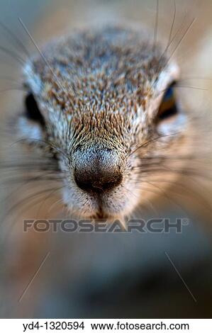 Cape ground Squirrel Xerus inauris, Kgalagadi Transfrontier Park, Kalahari desert, South Africa View Large Photo Image Picture - Cape ground Squirrel Xerus inauris, Kgalagadi Transfrontier Park, Kalahari desert, South Africa. Fotosearch