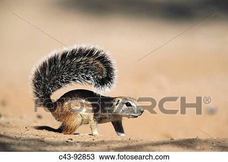 Cape Ground Squirrel (Xerus inauris), female. Kalahari-Gemsbok National Park, South Africa View Large Photo Image Stock Image - Cape Ground Squirrel (Xerus inauris), female. Kalahari-Gemsbok National Park, South Africa. Fotosearch