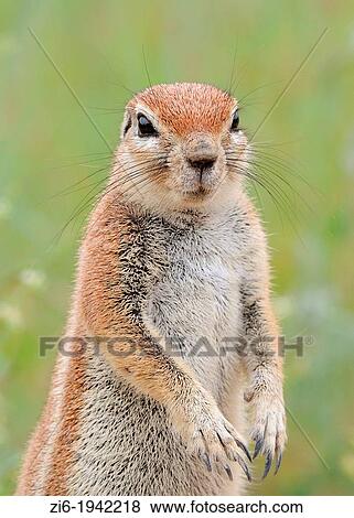 Cape ground squirrel, Xerus inauris, Kgalagadi Transfrontier Park, Northern Cape, South Africa. View Large Photo Image Stock Photo - Cape ground squirrel, Xerus inauris, Kgalagadi Transfrontier Park, Northern Cape, South Africa.. Fotosearch