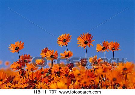 Stock Photo - Cape Marigolds (Dimorphotheca sinuata), Skilpad wildflower reserve near Kamieskroon. Northern Cape, South Africa. Fotosearch