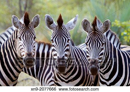 Stock Photograph - Cape Mountain Zebras (Equus zebra), Kruger National Park, South Africa.. Fotosearch