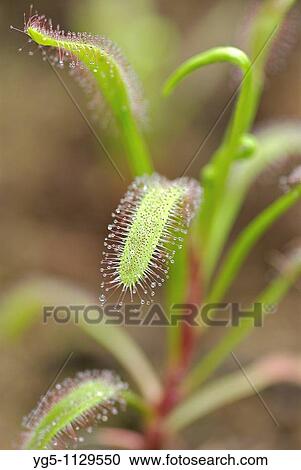 Cape sundew, Drosera capensis View Large Photo Image Stock Image - Cape sundew, Drosera capensis. Fotosearch